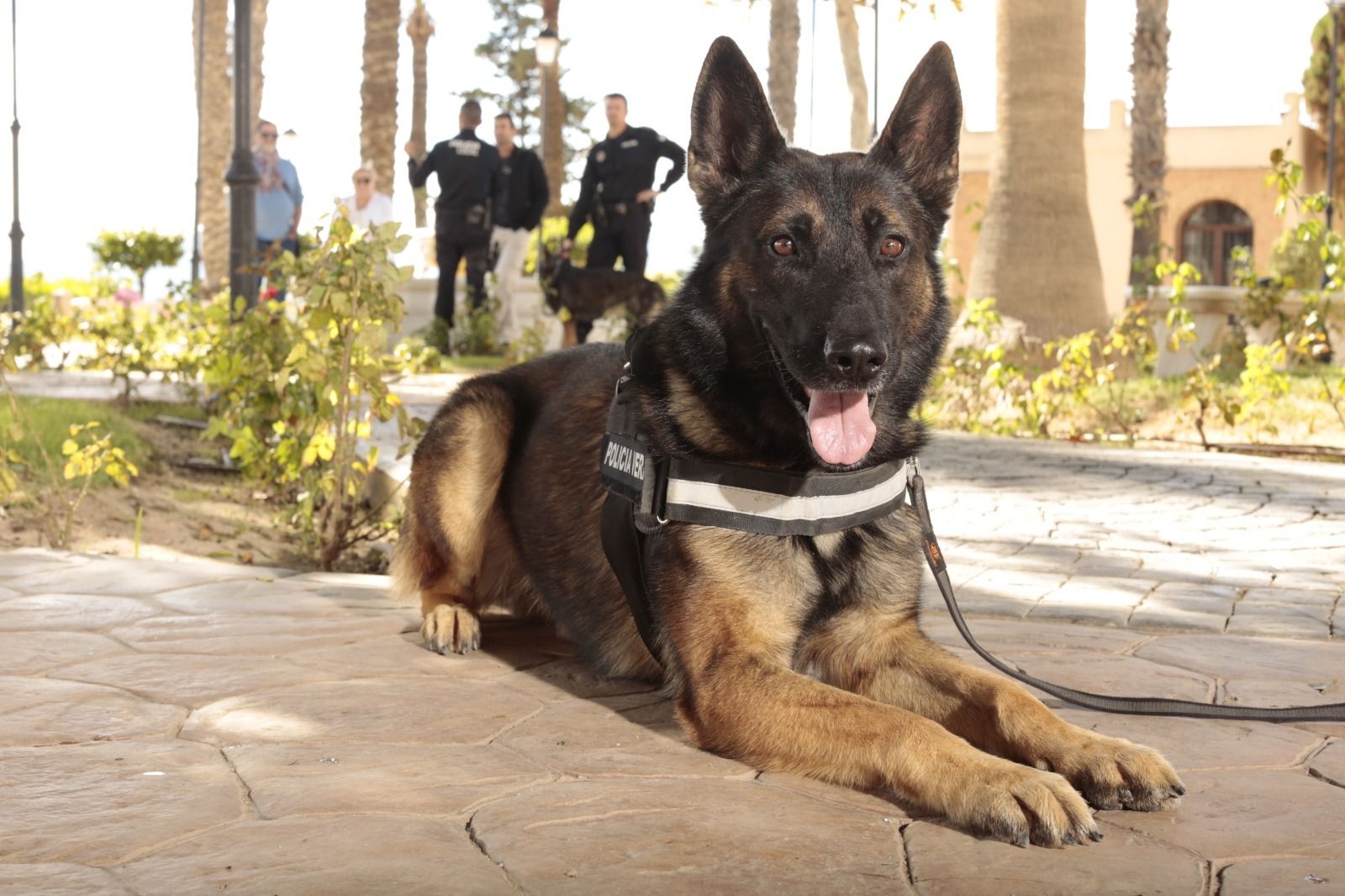 El agente canino Azorg, de la Policía Local de Vera.