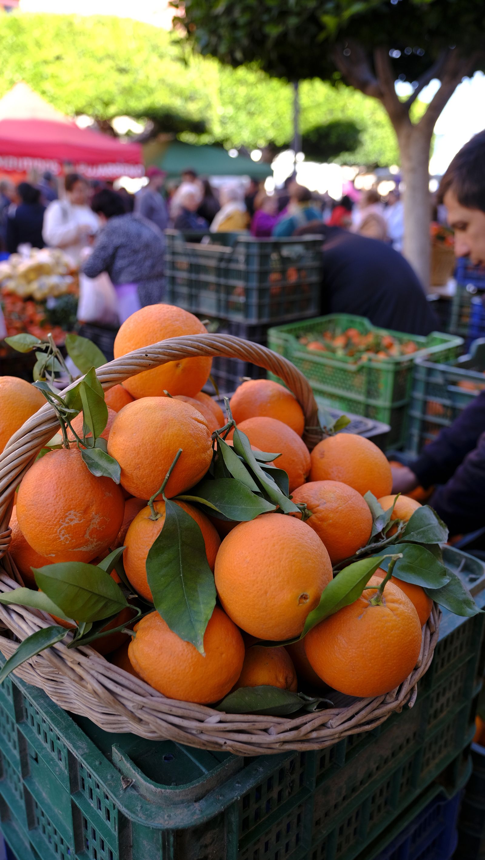 El Día de la Naranja en Gádor, en imágenes