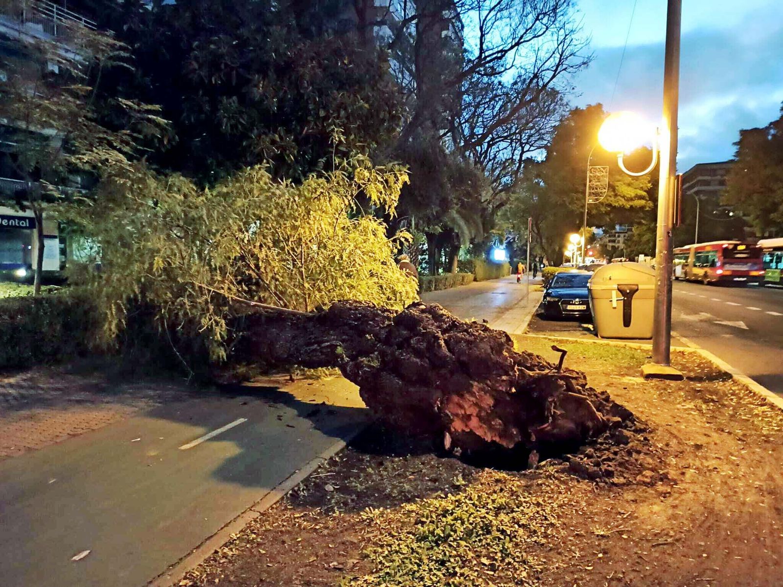 El árbol en la Avenida Eduardo Dato que ha invadido el carril bici y la acera.