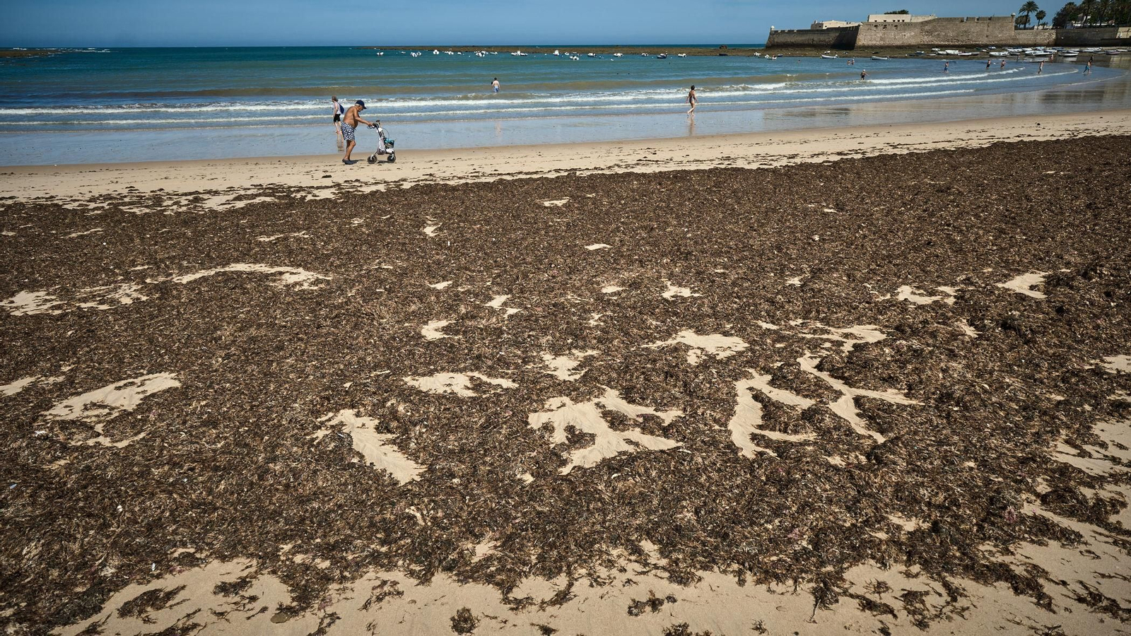 Imágenes: La orilla de la playa de La Caleta, cubierta de algas