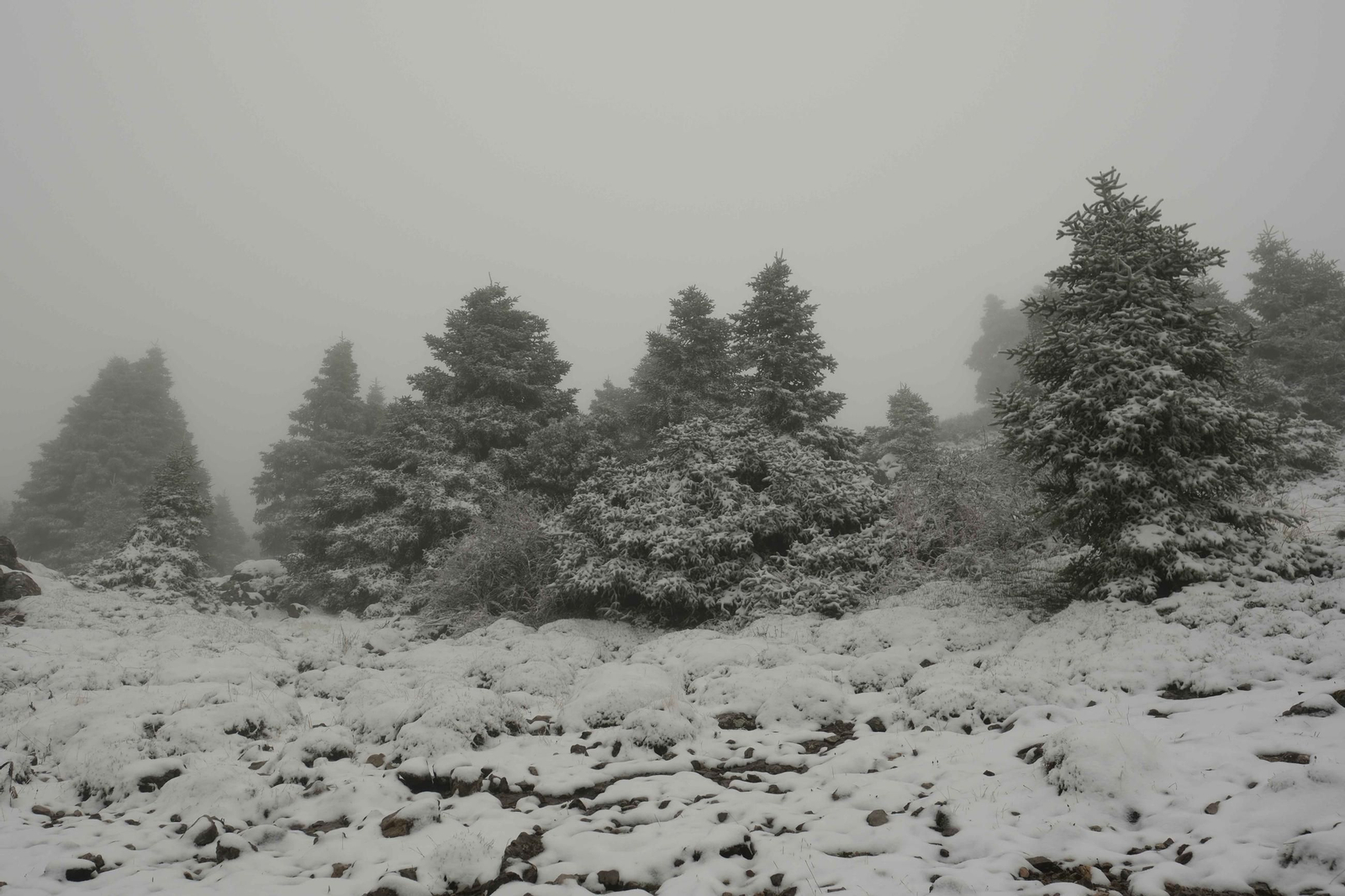 Estampa invernal en al Parque Nacional Sierra de las Nieves, en imágenes