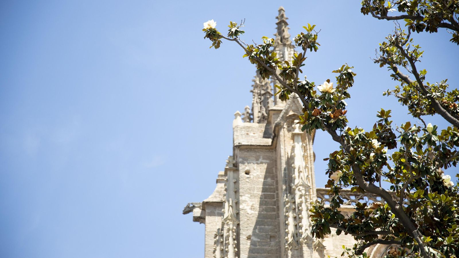 El magnolio de la Catedral de Sevilla vuelve a echar flores.