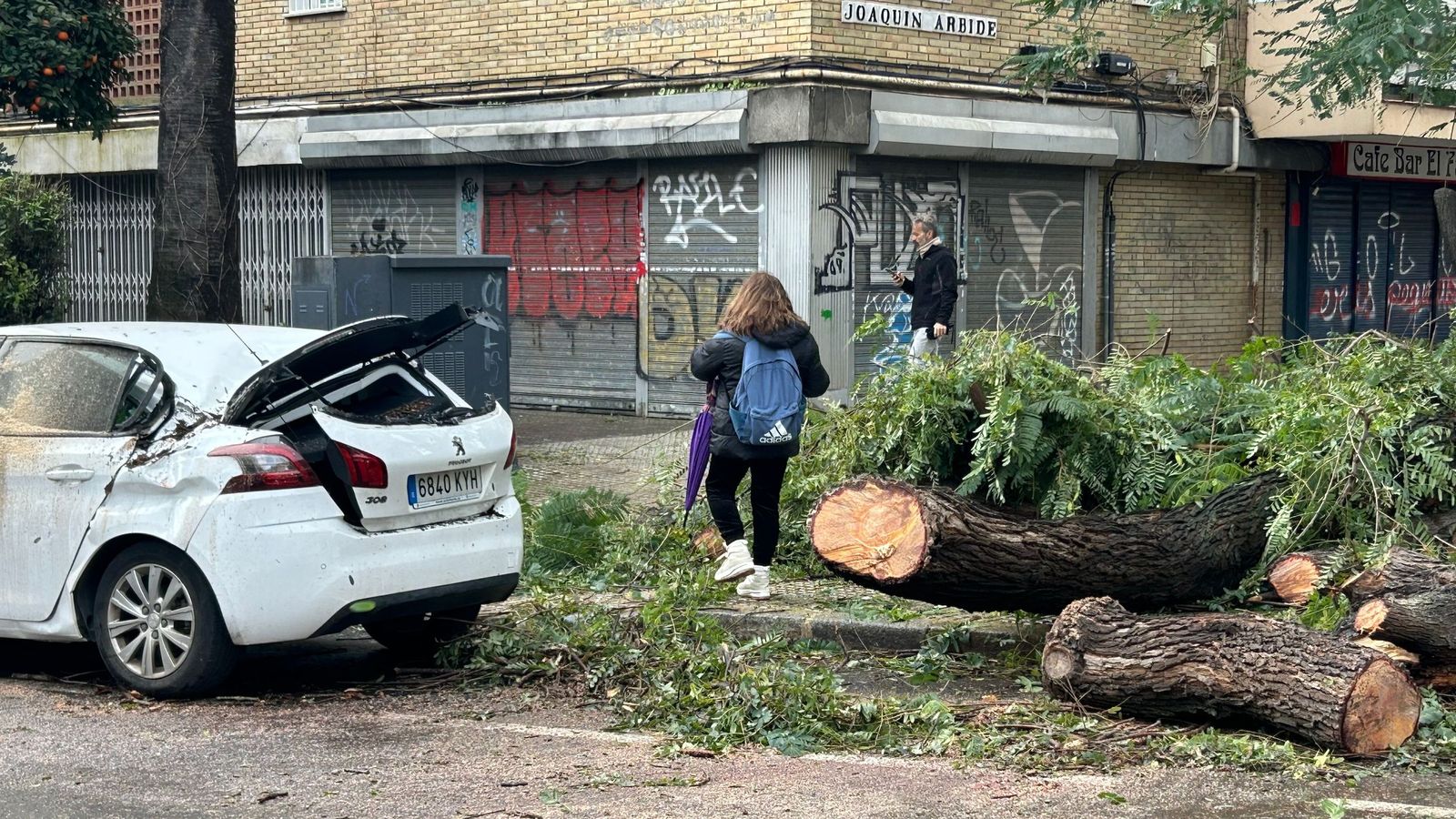 Varios árboles caen en la calle San Jacinto