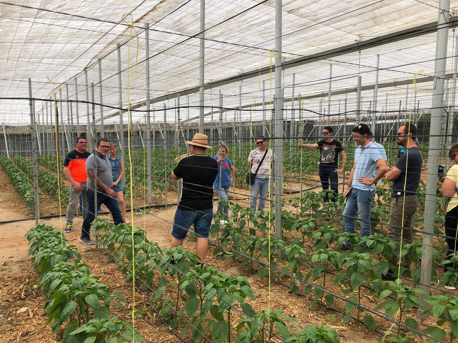 Visita a un invernadero de pimiento.