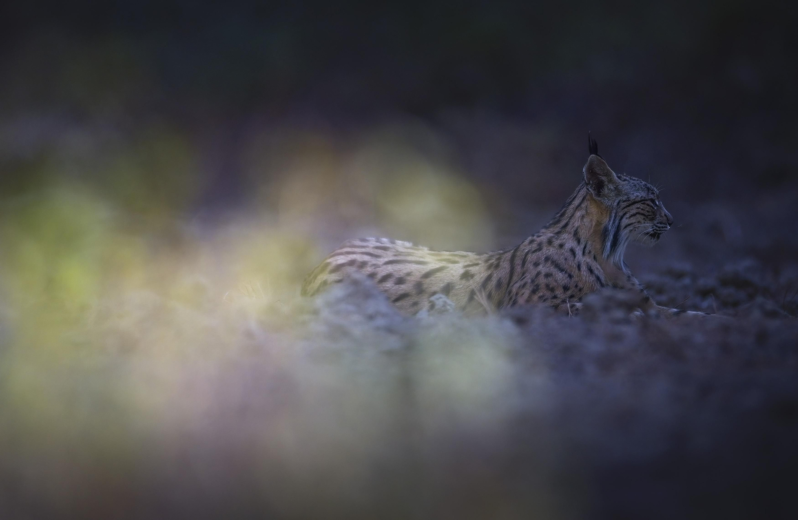Doñana, imágenes de un mosaico de ecosistemas único