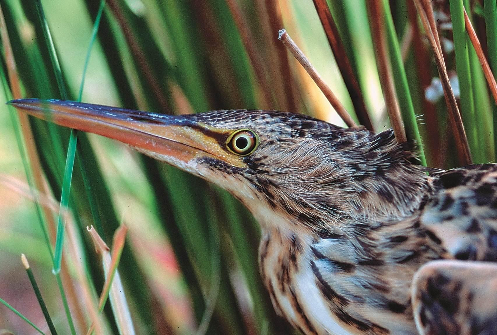 Un refugio para la flora y fauna: descubre los parajes acuáticos de Jaén en el Día Mundial de los Humedales