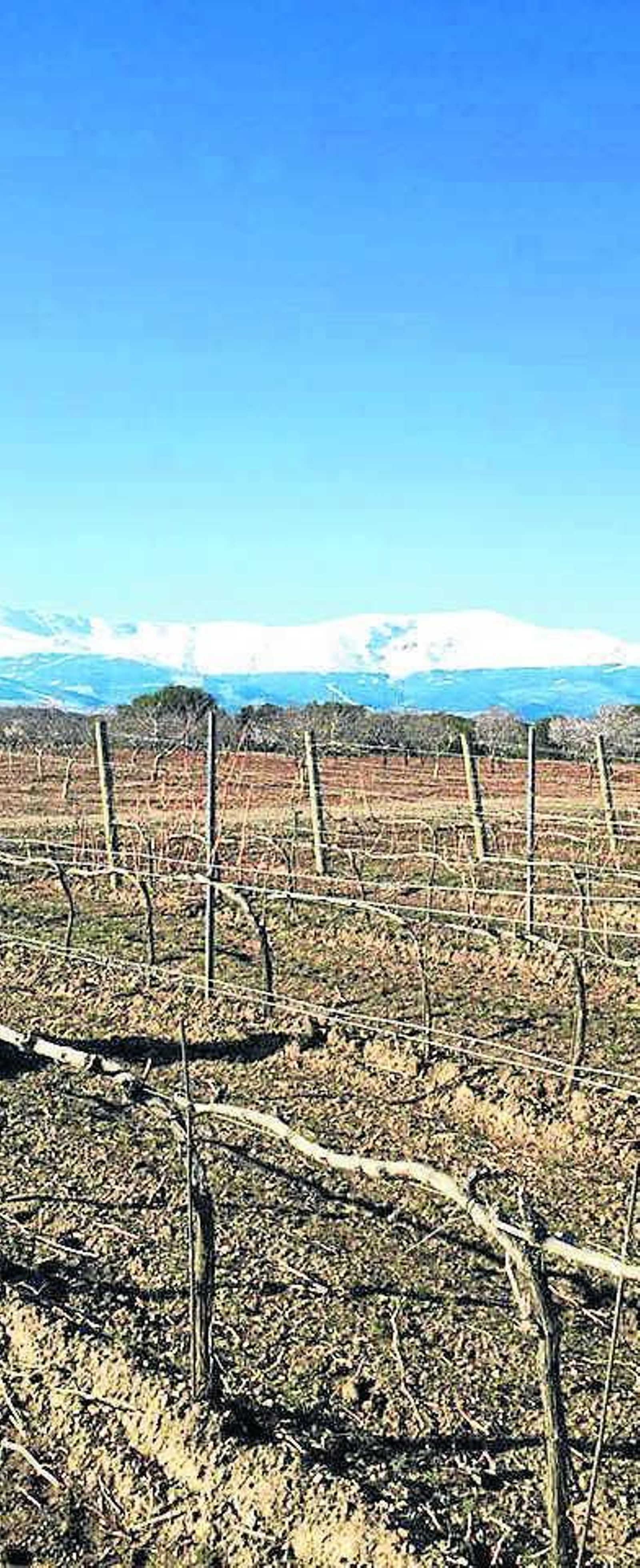 La altitud del viñedo como elemento de calidad La altitud del viñedo como elemento de calidad