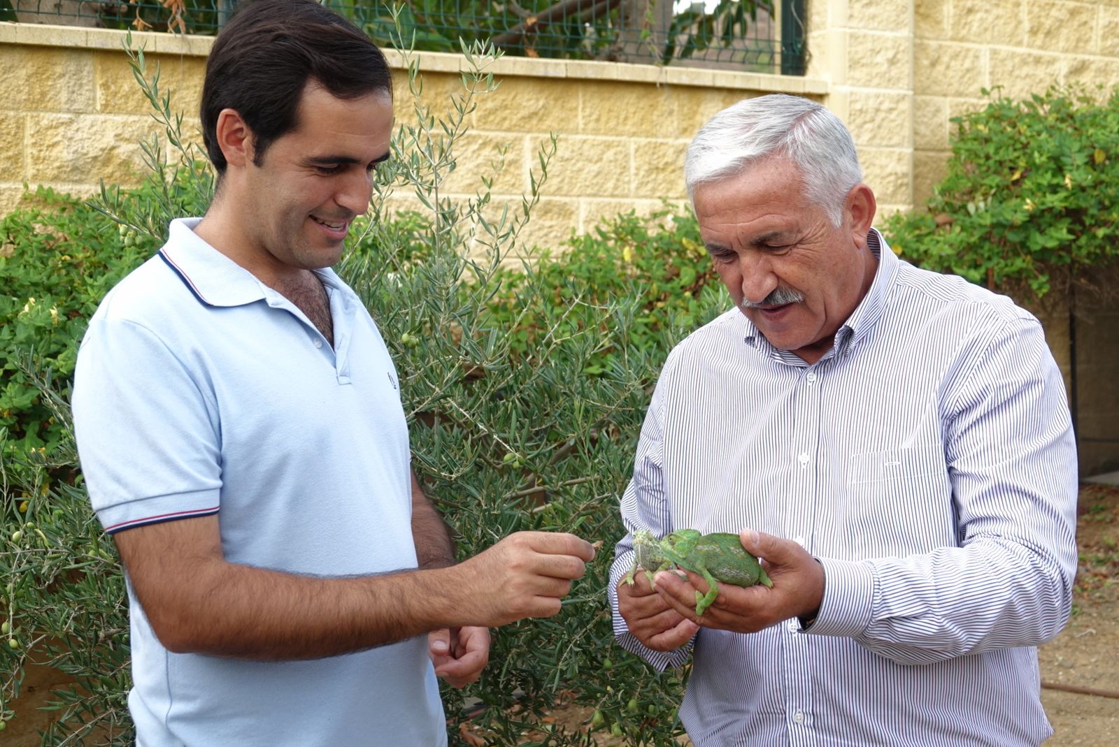 Dos de los camaleones nacidos en el Centro de Control de la Biodiversidad de Málaga.