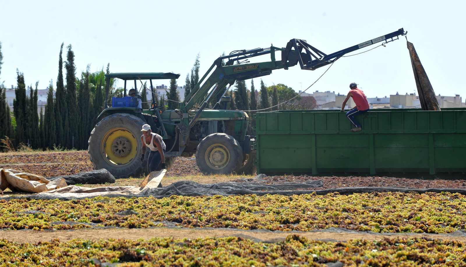 Así se elabora el vino Pedro Ximénez