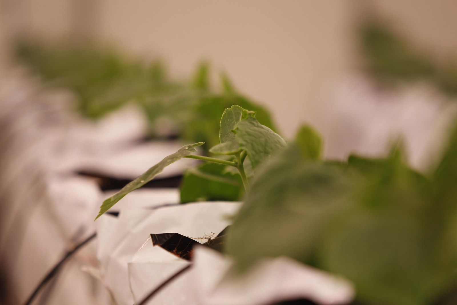 Fotogalería presentación resultados Bayer