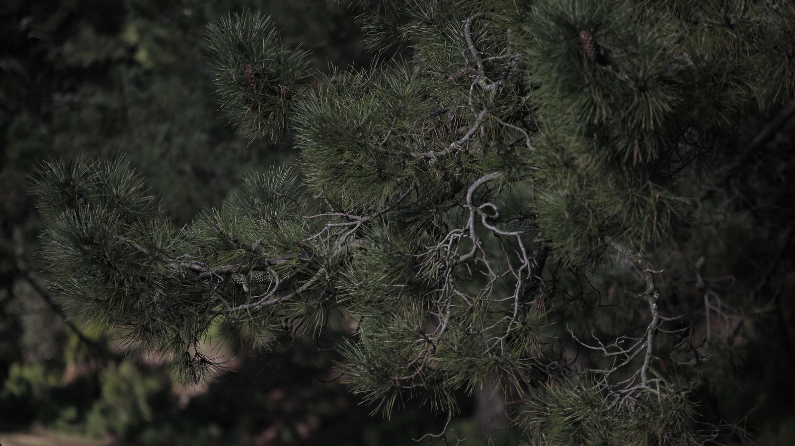 Sendero de la finca Murta en Los Barrios