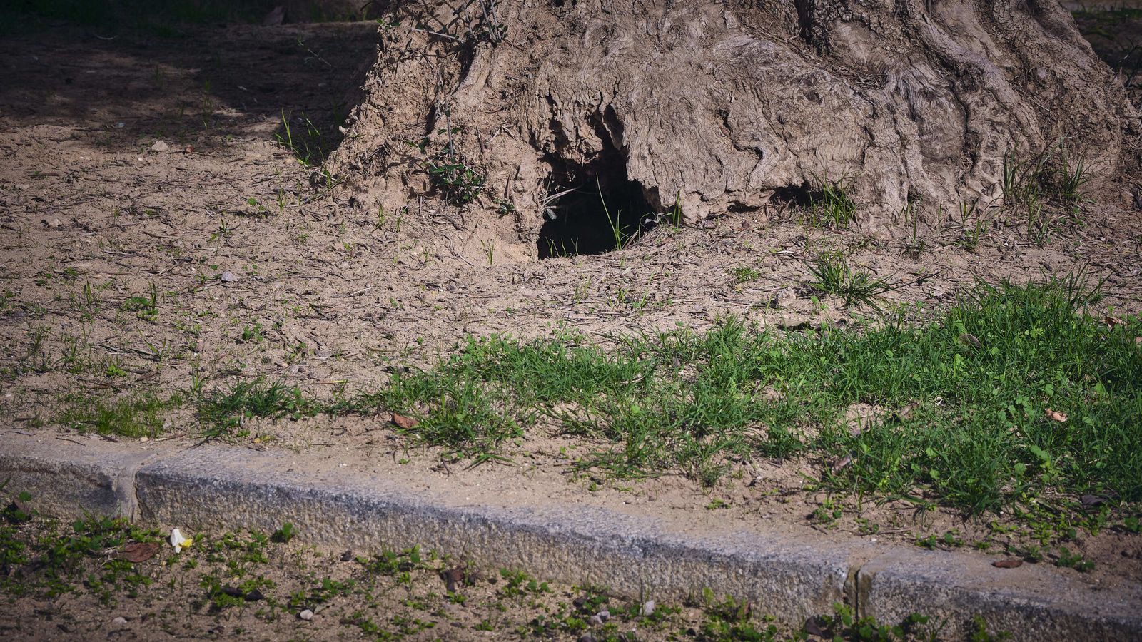 Parque Arqueológico Kotinoussa.