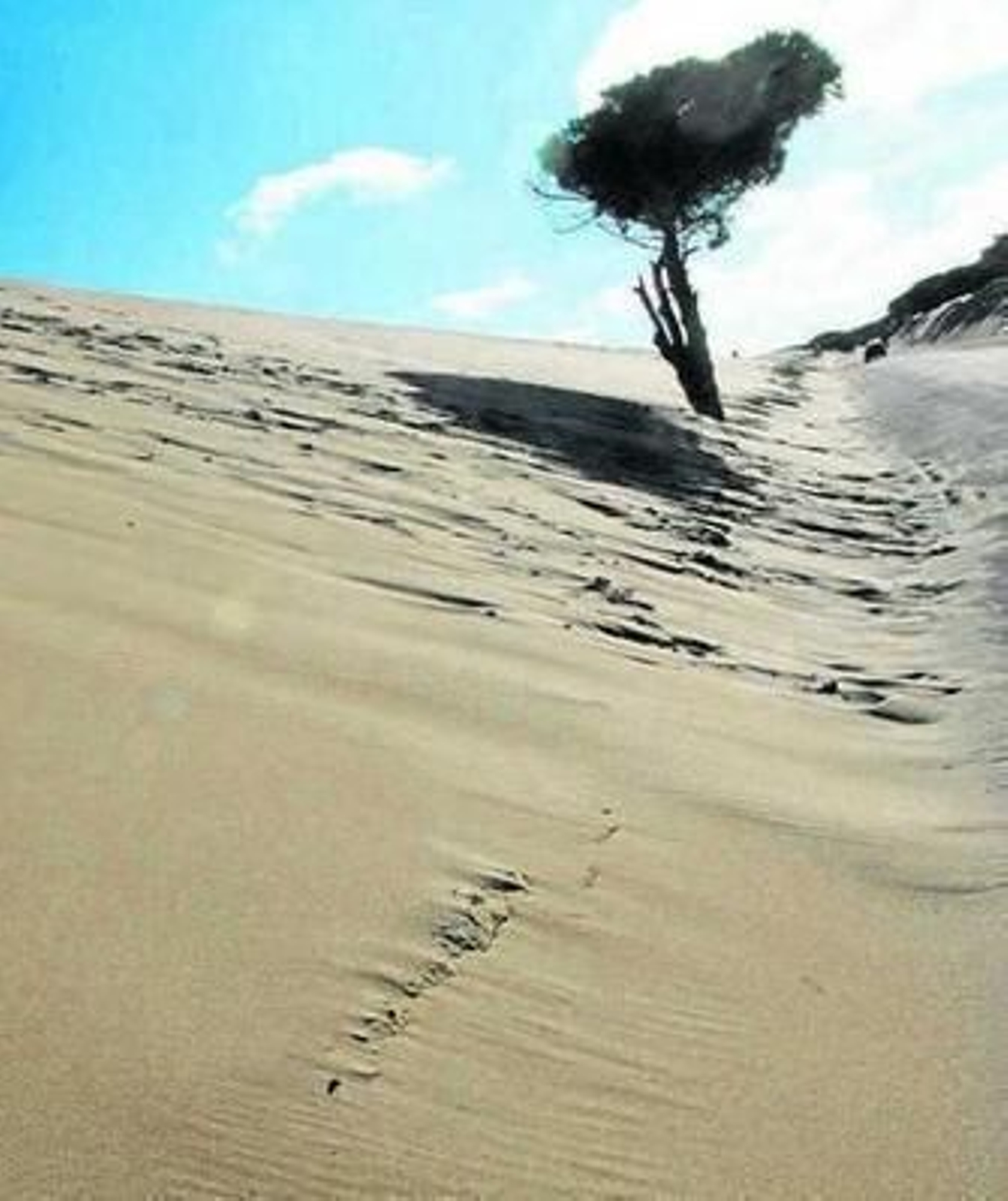 Imagen de la duna de Valdevaqueros.