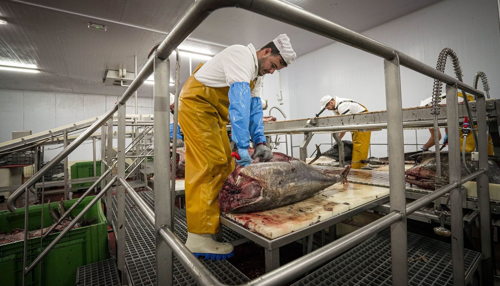 Imágenes de una tradición viva: Herpac por dentro