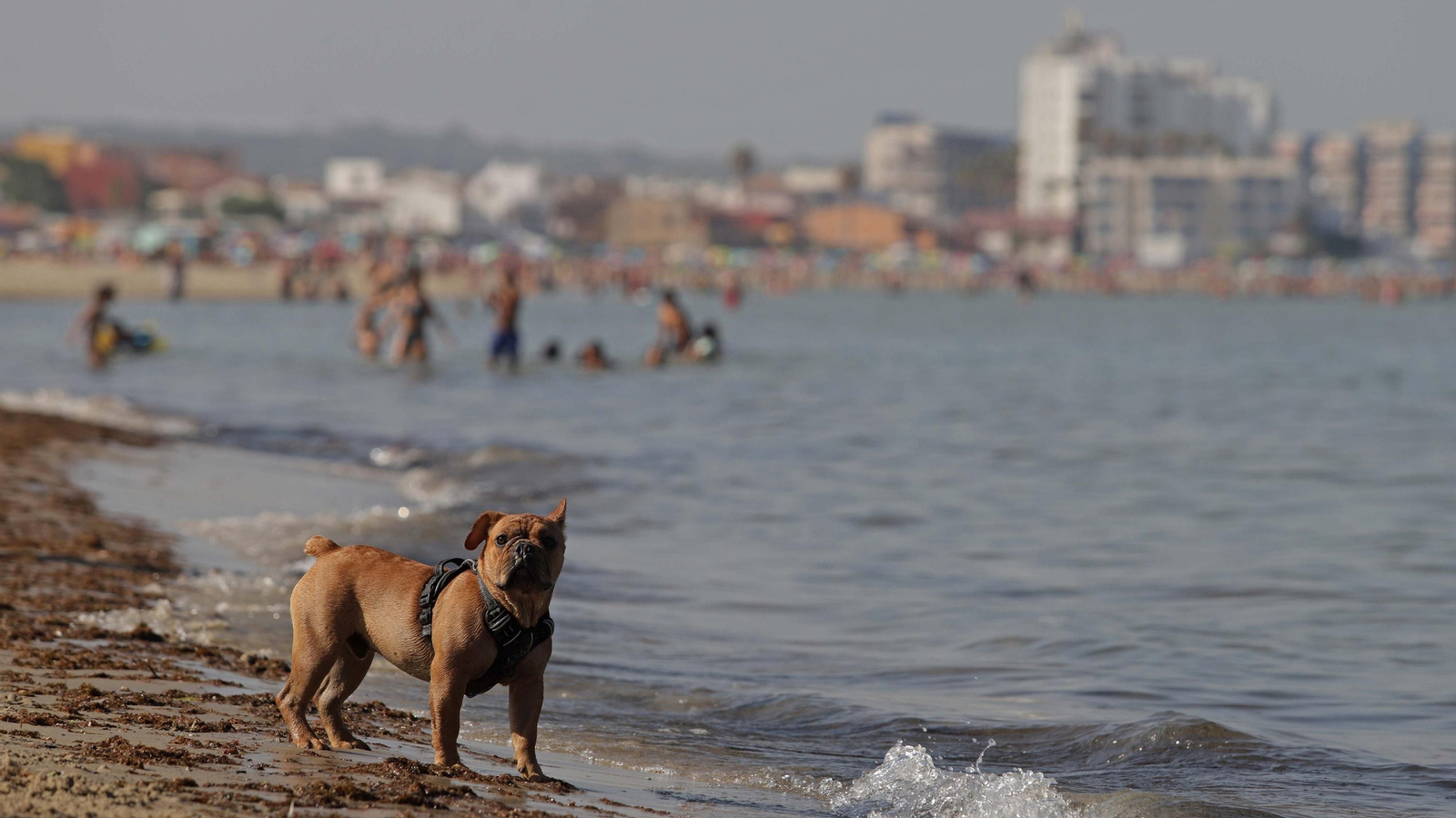 Fotos de la  la nueva zona de merendero y la playa canina en La Concha