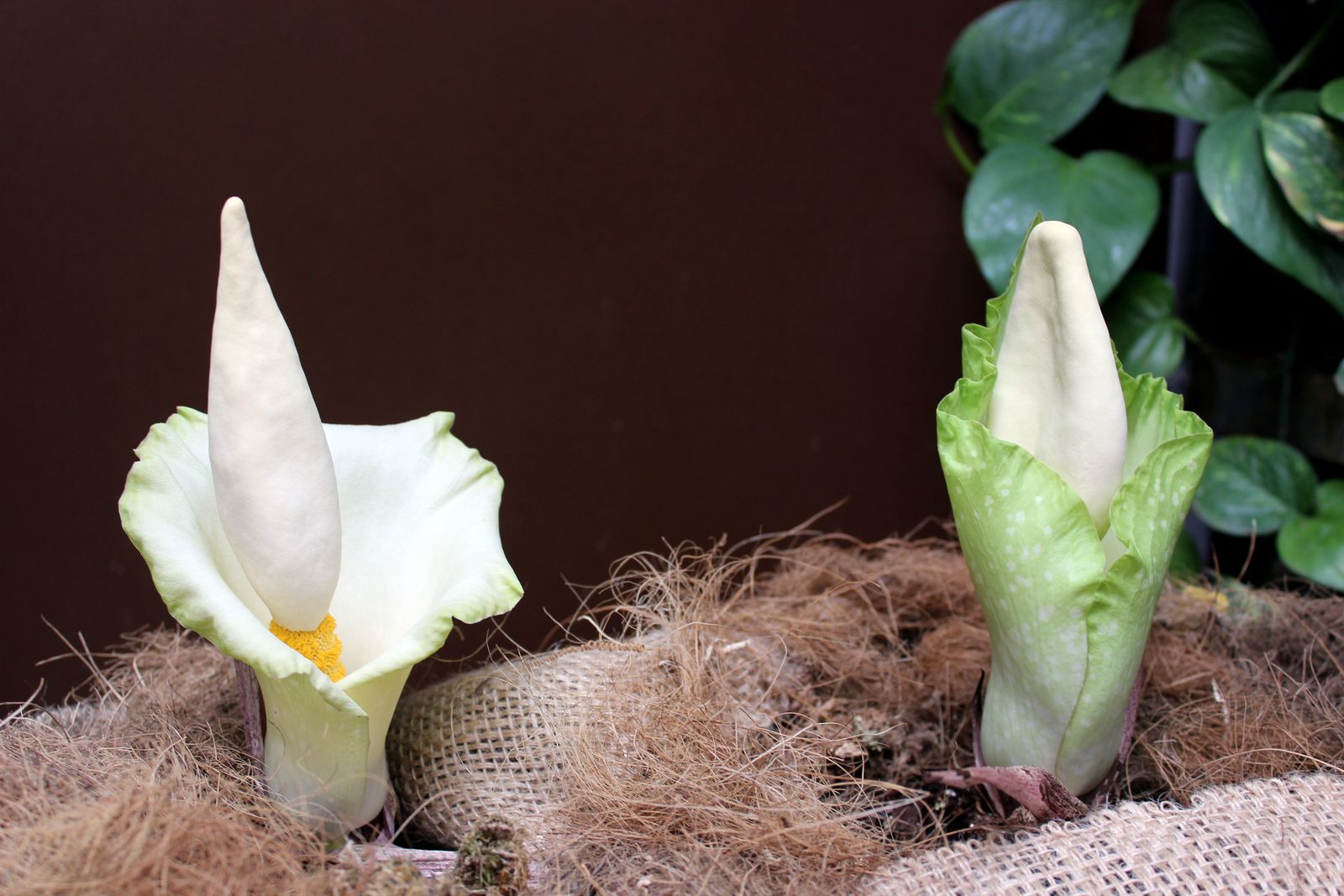 Las dos flores de la especie que han nacido en el Orquidiaro de Estepona.