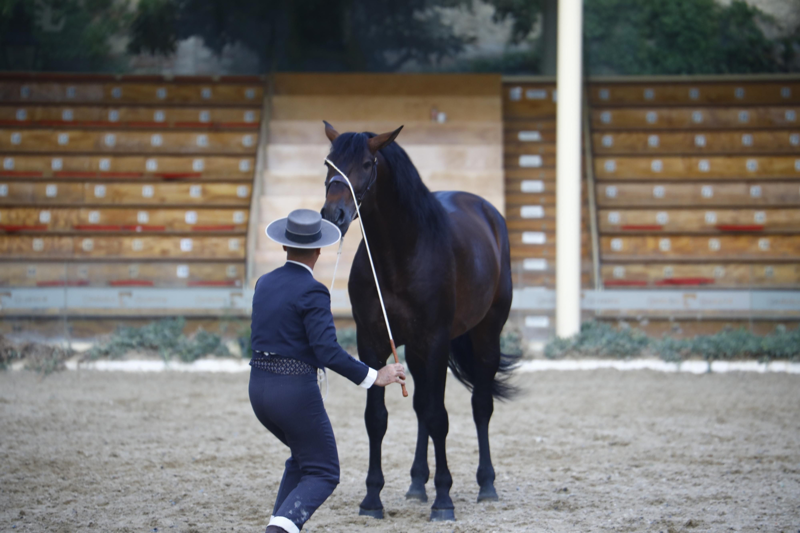 El concurso morfológico de caballos de pura raza de Cabalcor, en fotografías