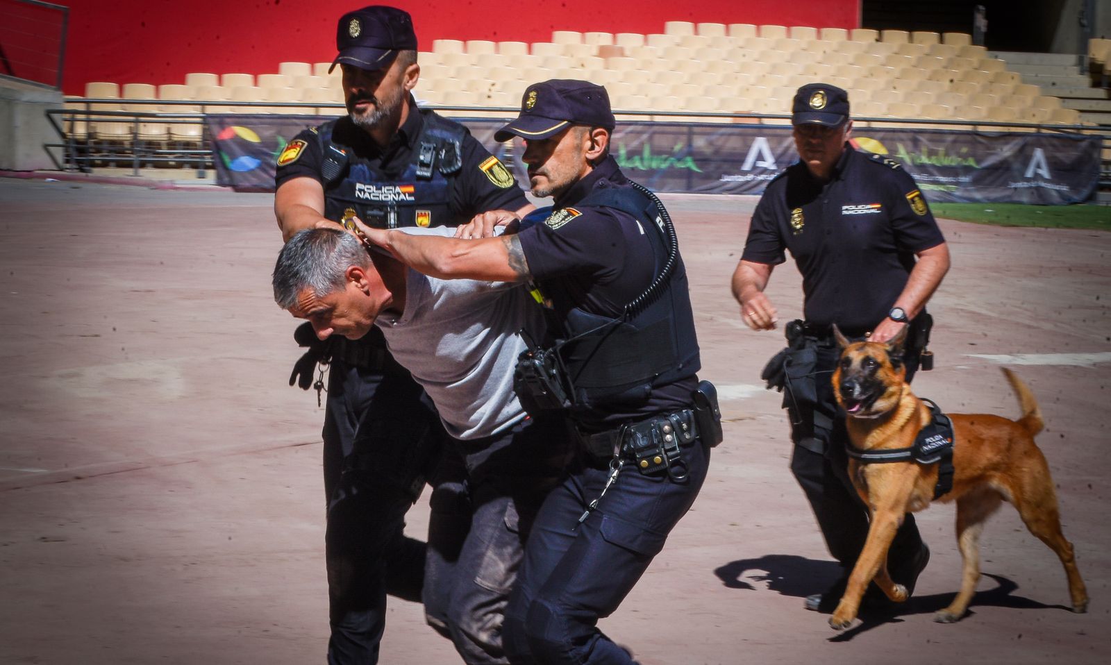 La exhibición policial con participación de la Unidad Aérea, Guías Caninos y Caballería, en imágenes