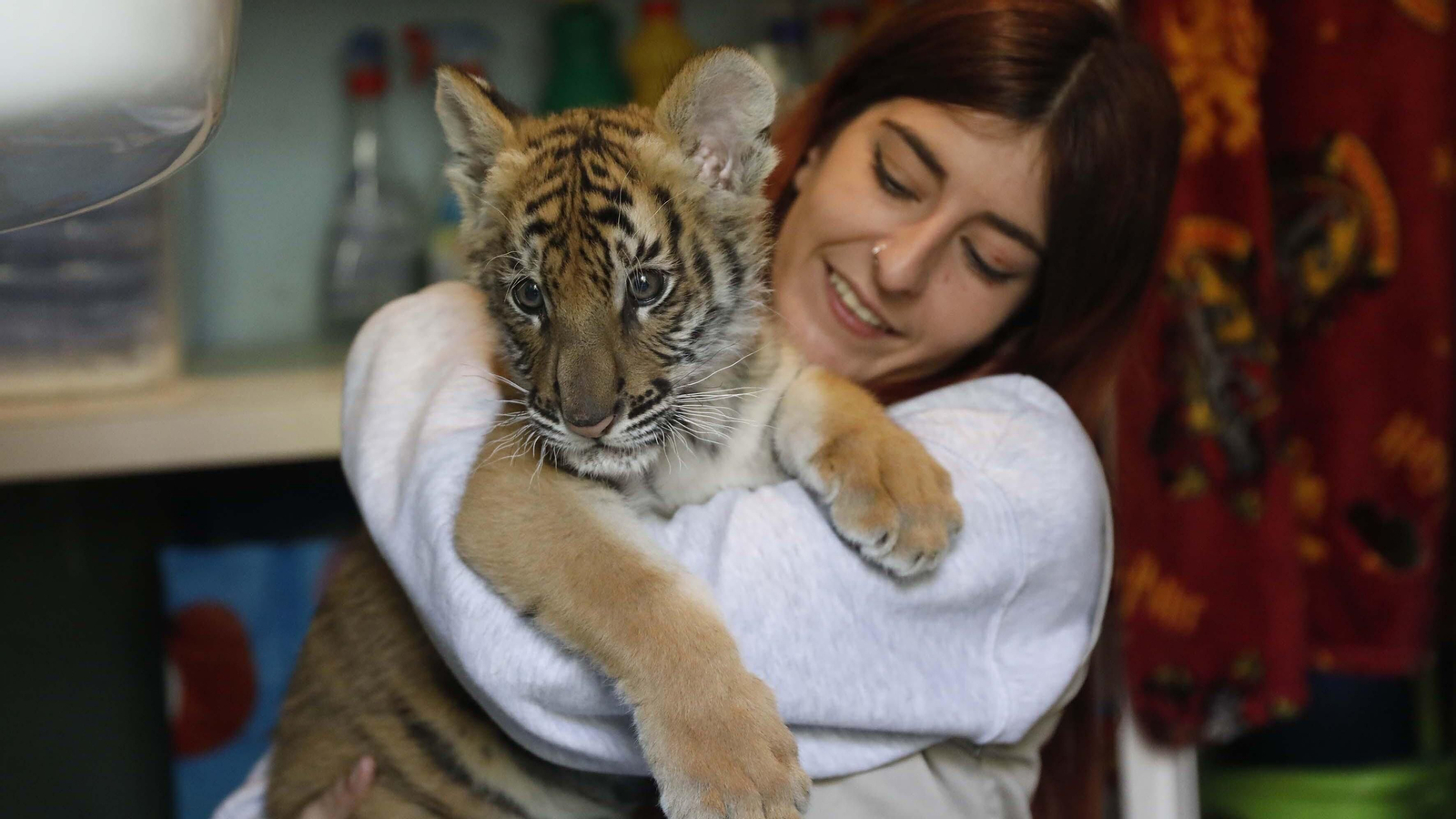 Las fotos del tigre de bengala, en la reserva "La pequeña África"