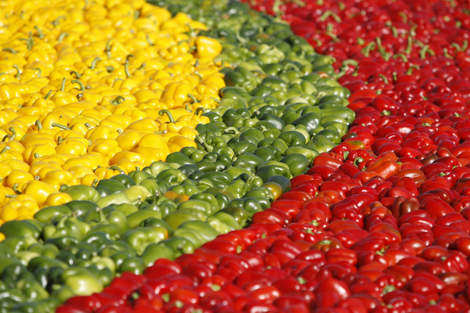 Fotogalería Récord Guinness Corazón Hortalizas Almería