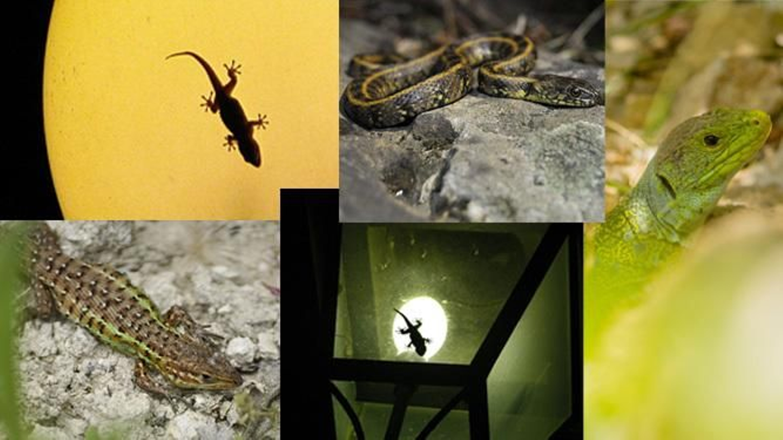 Los reptiles más comunes de Córdoba.