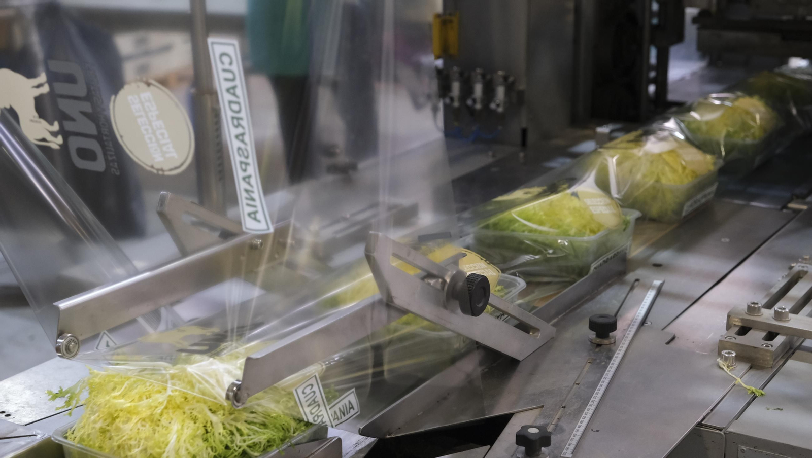Desde Cuevas del Almanzora para el resto del mundo, las mejores escarolas con Cuadraspania, en imágenes