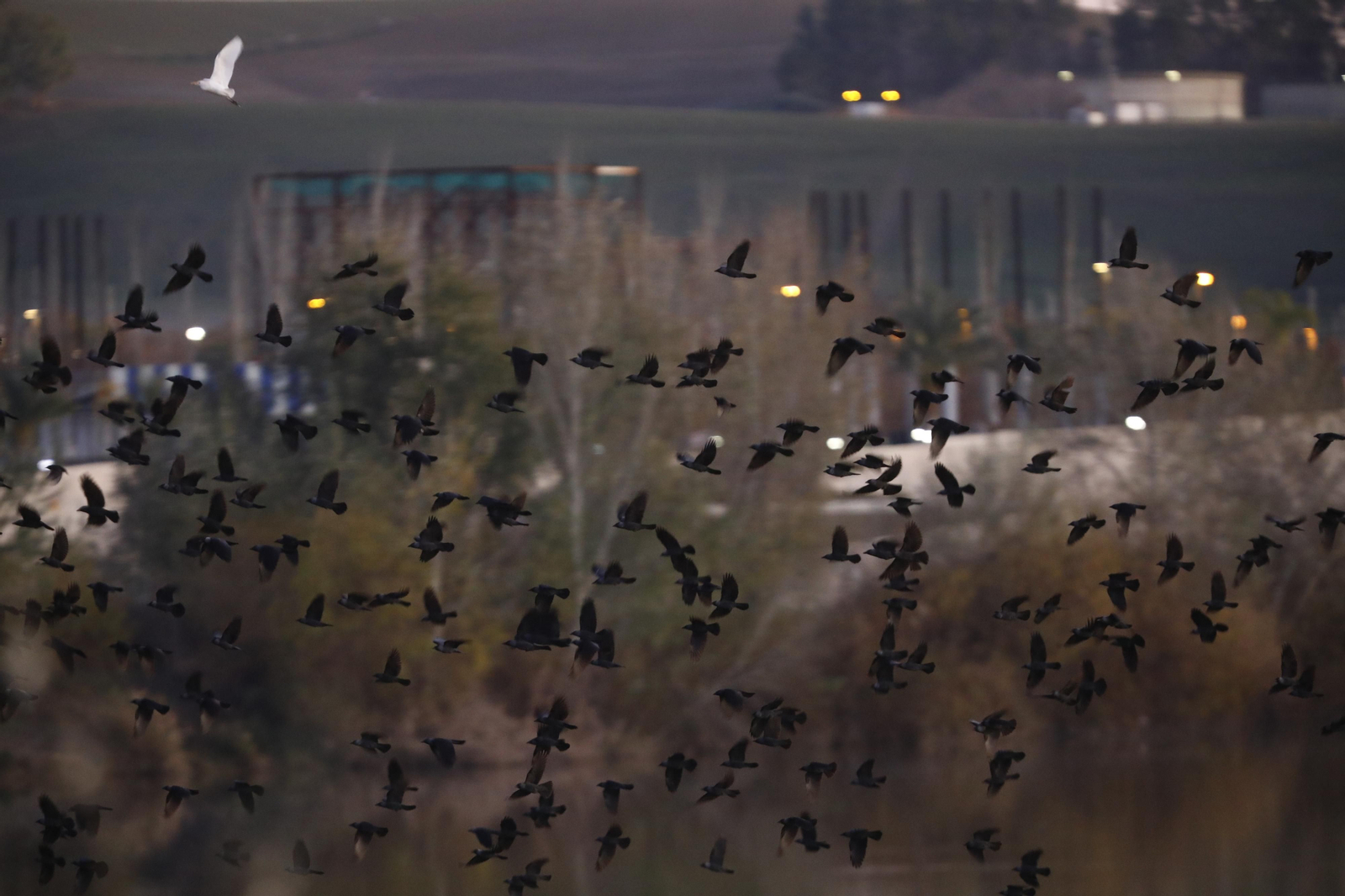 Las aves que habitan en Los Sotos de la Albolafia de Córdoba, en fotografías