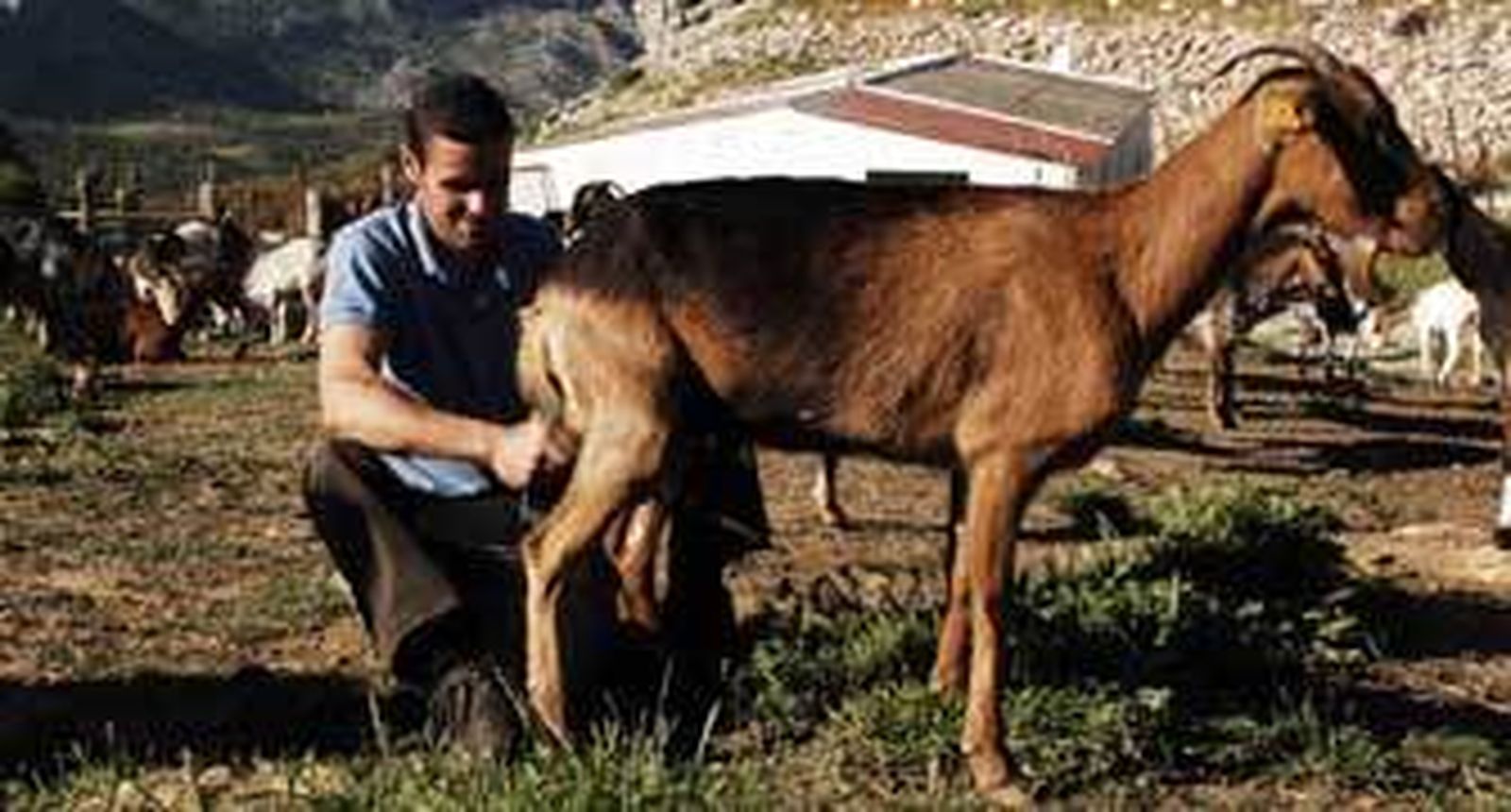 Los precios de la leche de cabra, por los suelos