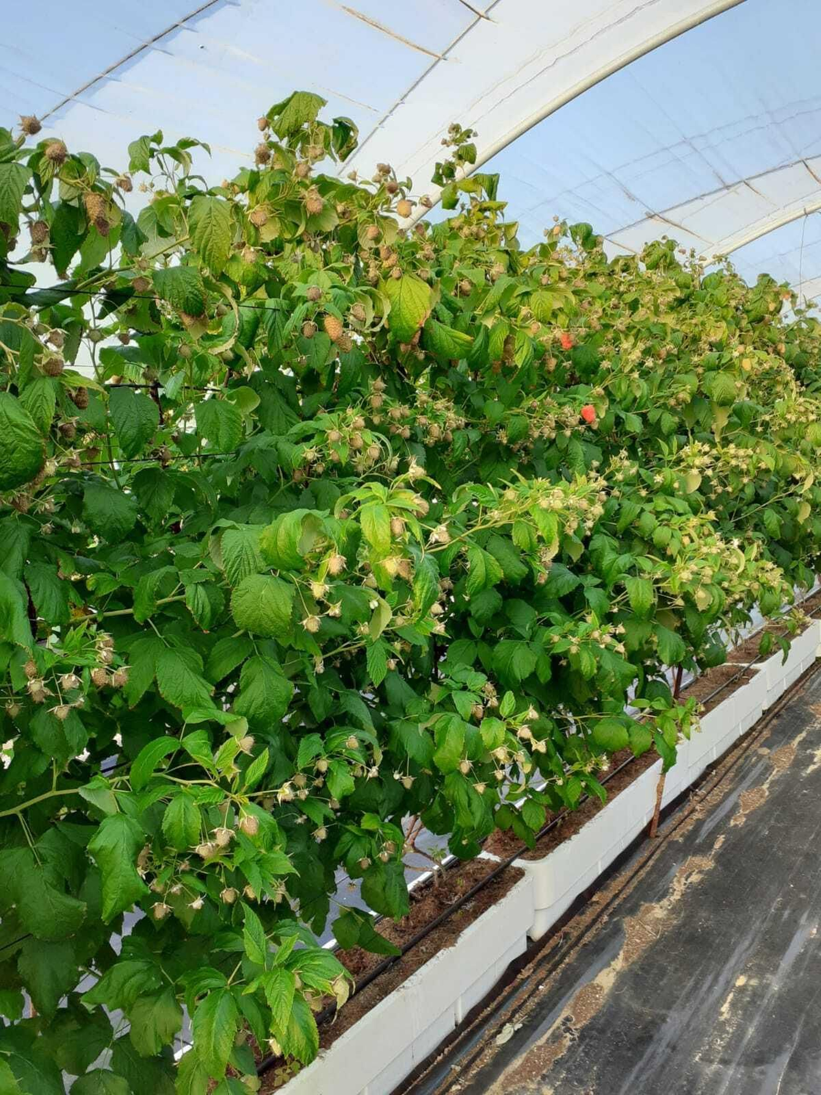 Los cultivos hidropónicos destacan por su mayor producción, precocidad, mejor control del cultivo y mayor uniformidad Los cultivos hidropónicos destacan por su mayor producción, precocidad, mejor control del cultivo y mayor uniformidad