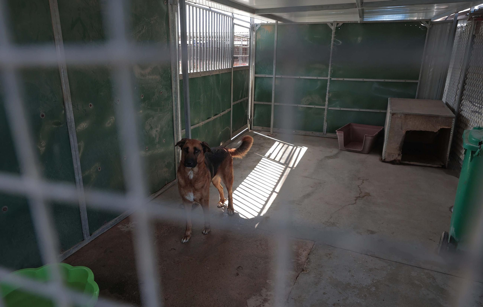 Imágenes de la protectora de animales del Campo de Gibraltar en Los Barrios