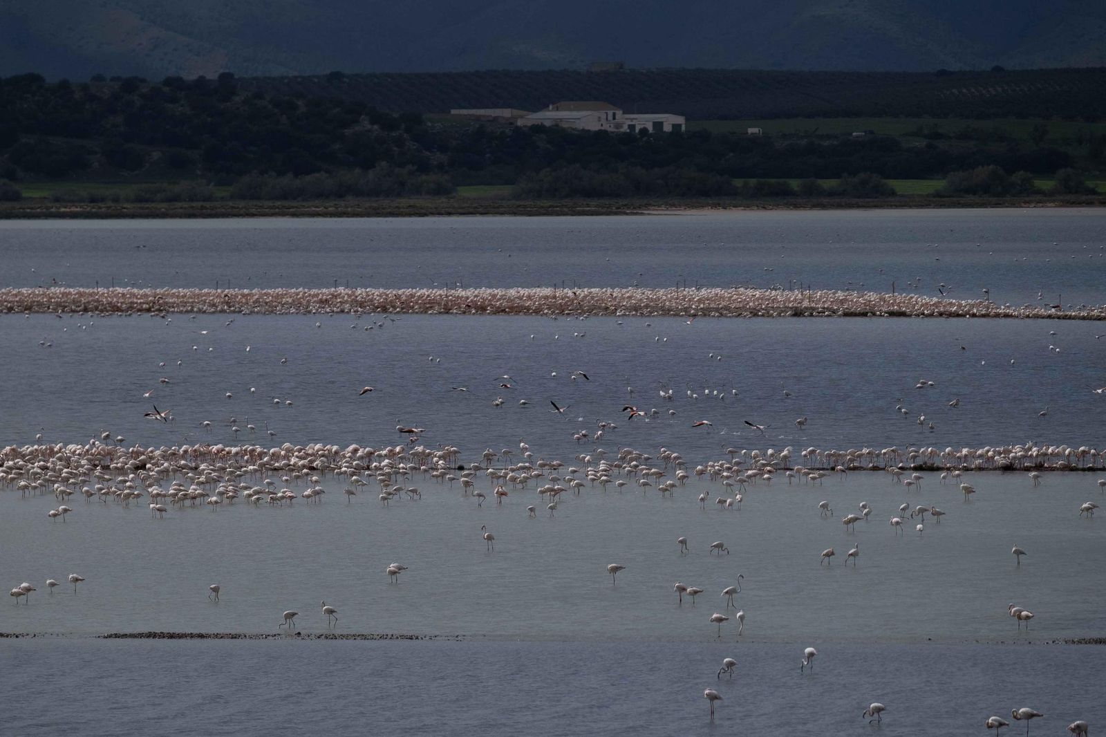 Laguna de Fuente de Piedra tras las lluvias, en fotos