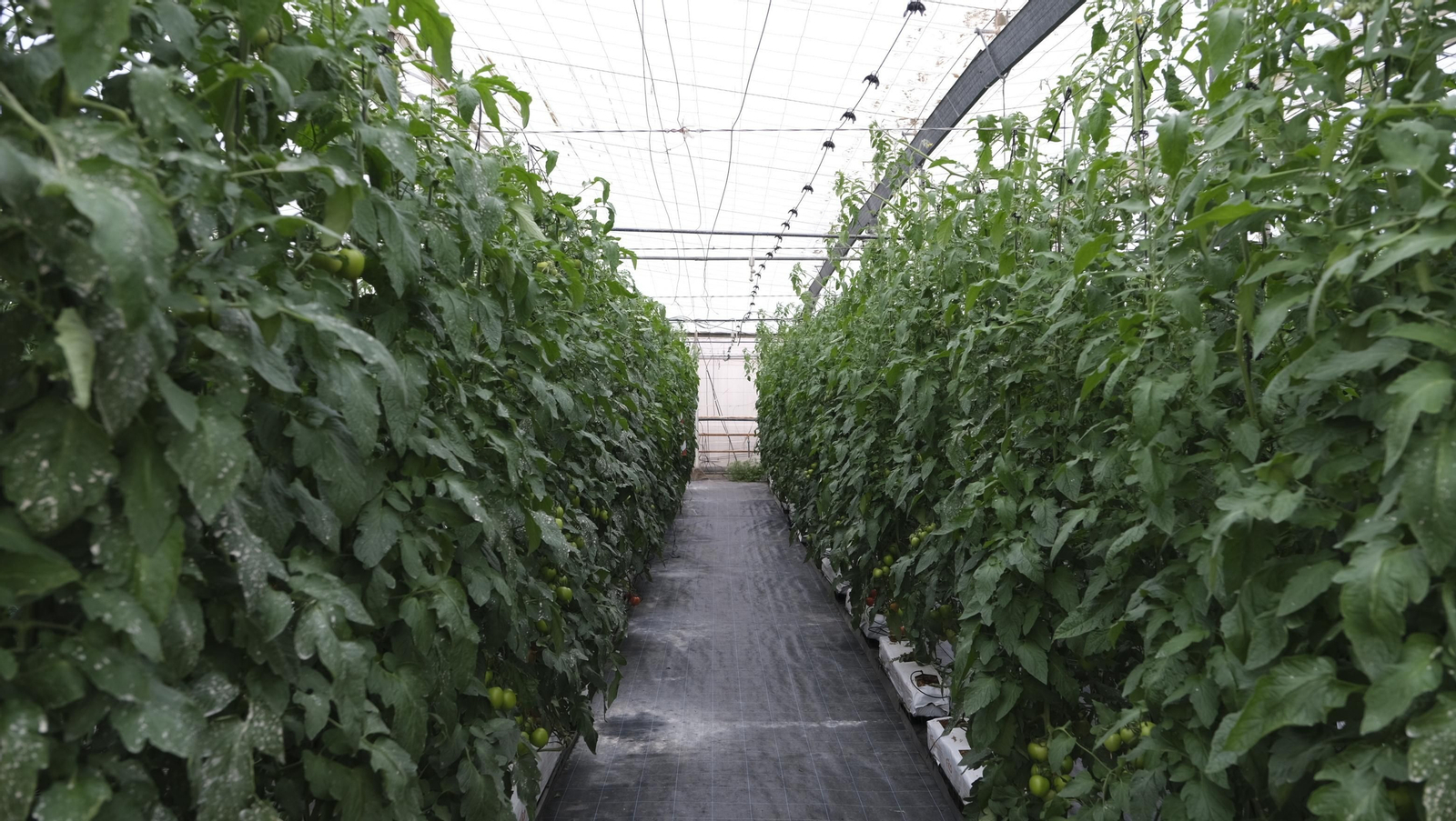 Imágenes del Foro Datagri en Las Palmerillas Cajamar