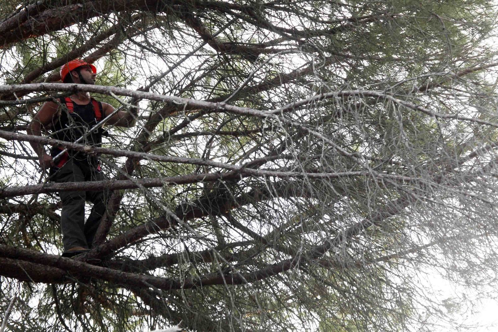 Un piñero en plena faena en la copa de un pino.