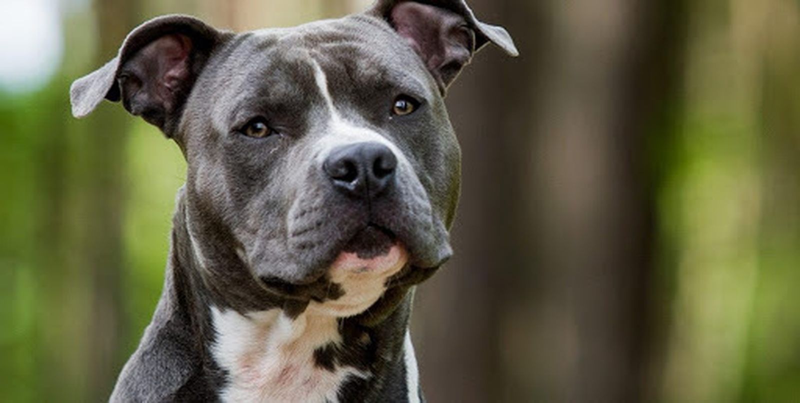 Detenido el dueño de un perro que mordió a una niña de cinco años en la cara