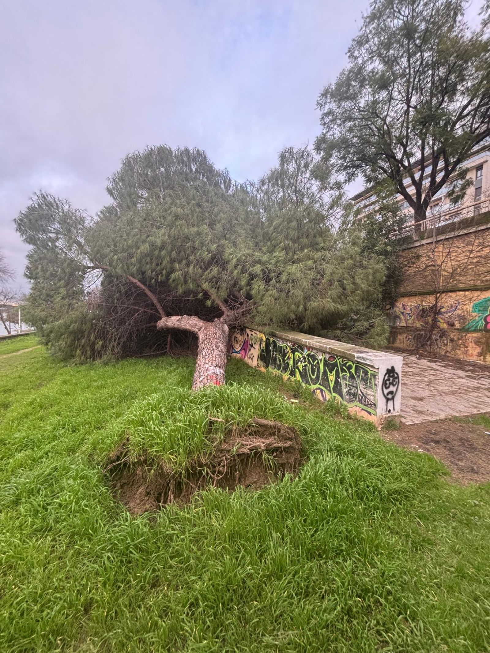 Otra vista de un árbol caído
