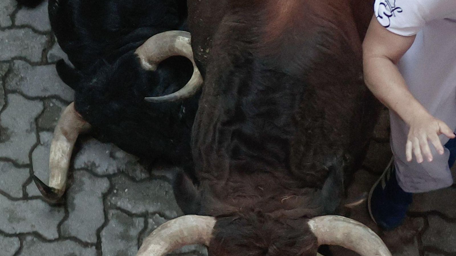 Las imágenes del encierro de los toros de Cebada Gago