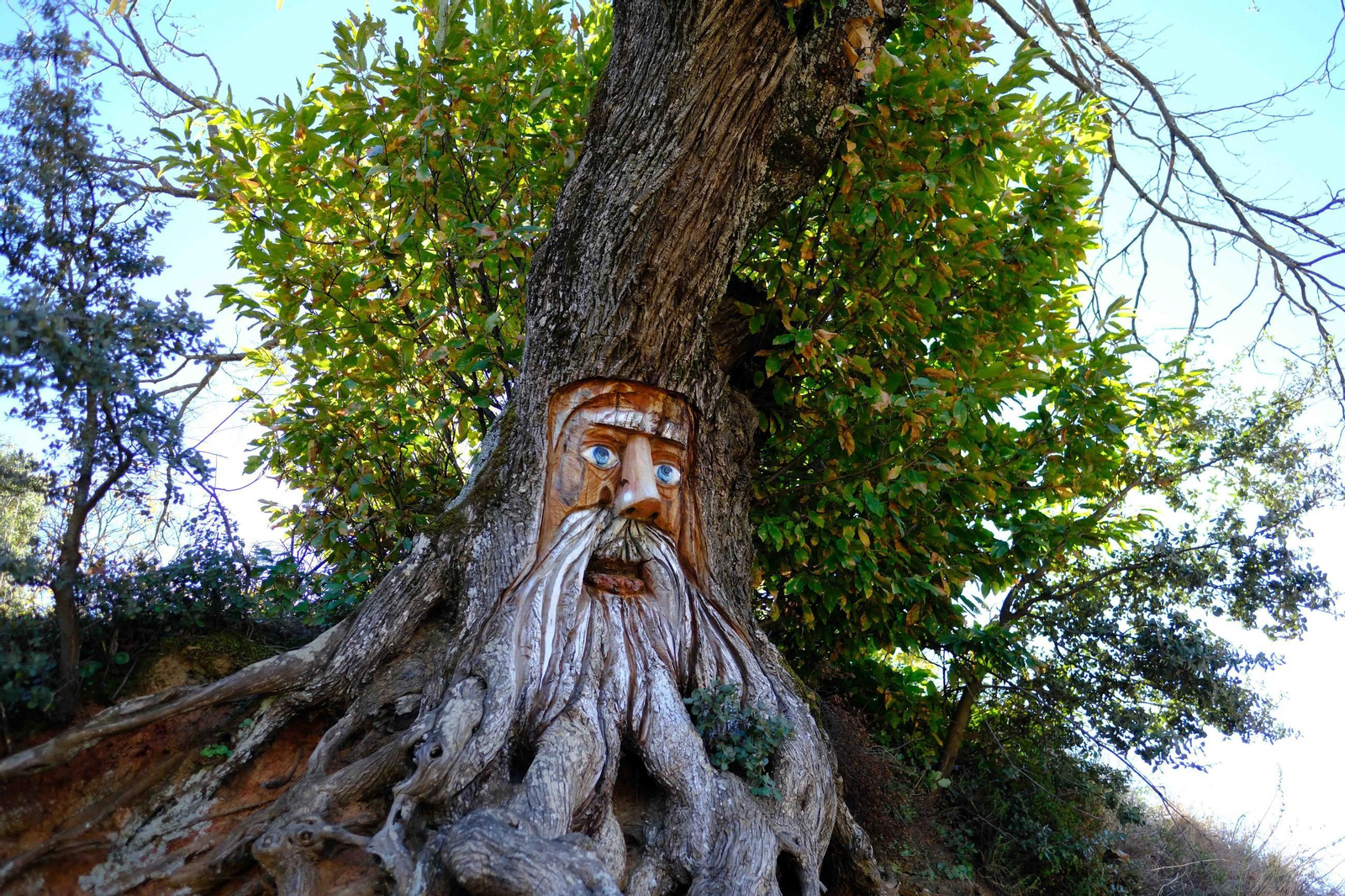 El Bosque de Cobre, en imágenes