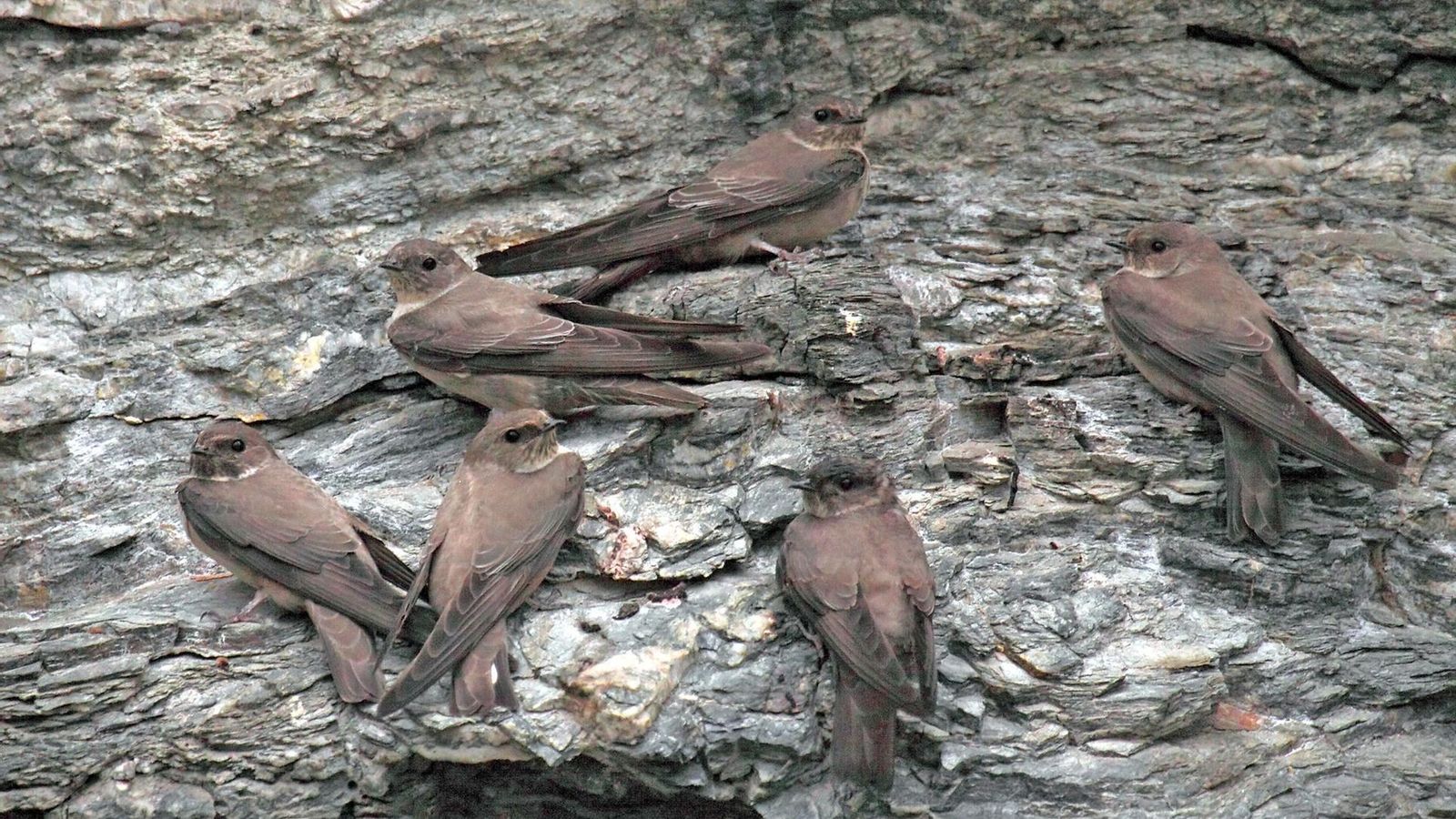 Roquejos en Sierra Nevada.