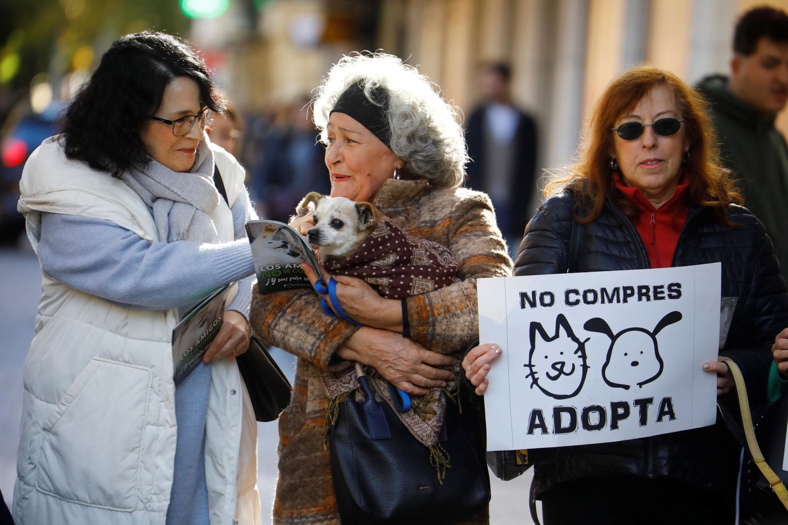 Las mejores imágenes del desfile preadopción de perros y gatos en Córdoba