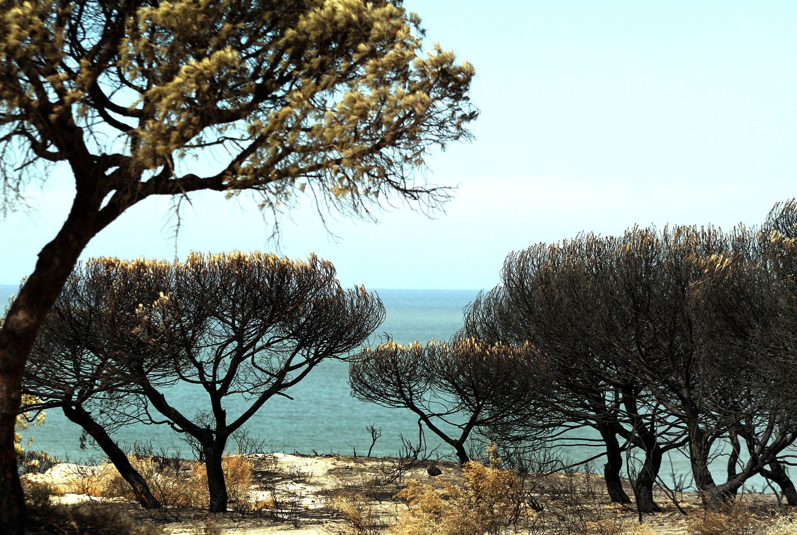 Imágenes de las consecuencias del incendio de Moguer