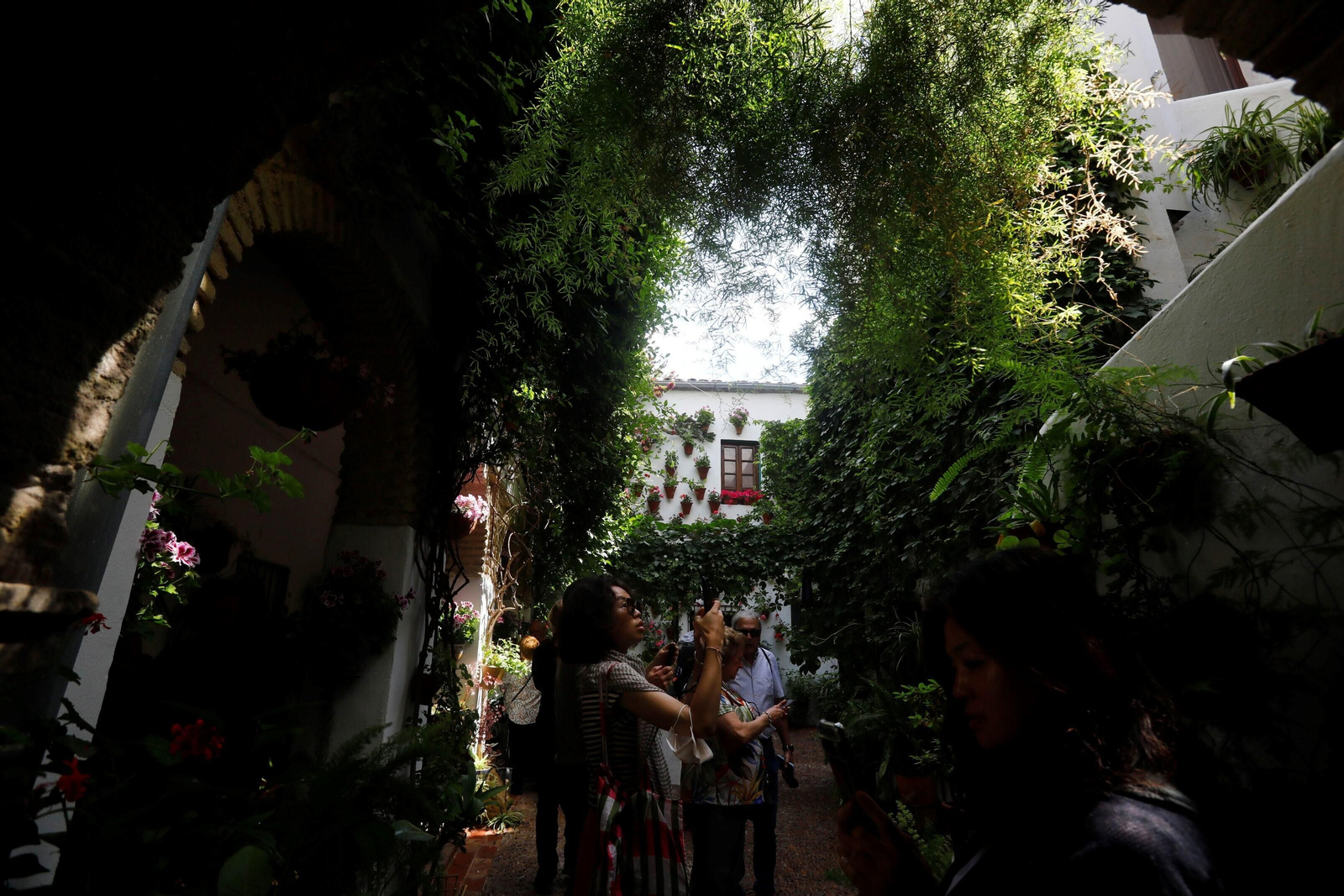 Los patios de Córdoba de la ruta Judería-San Francisco, en imágenes