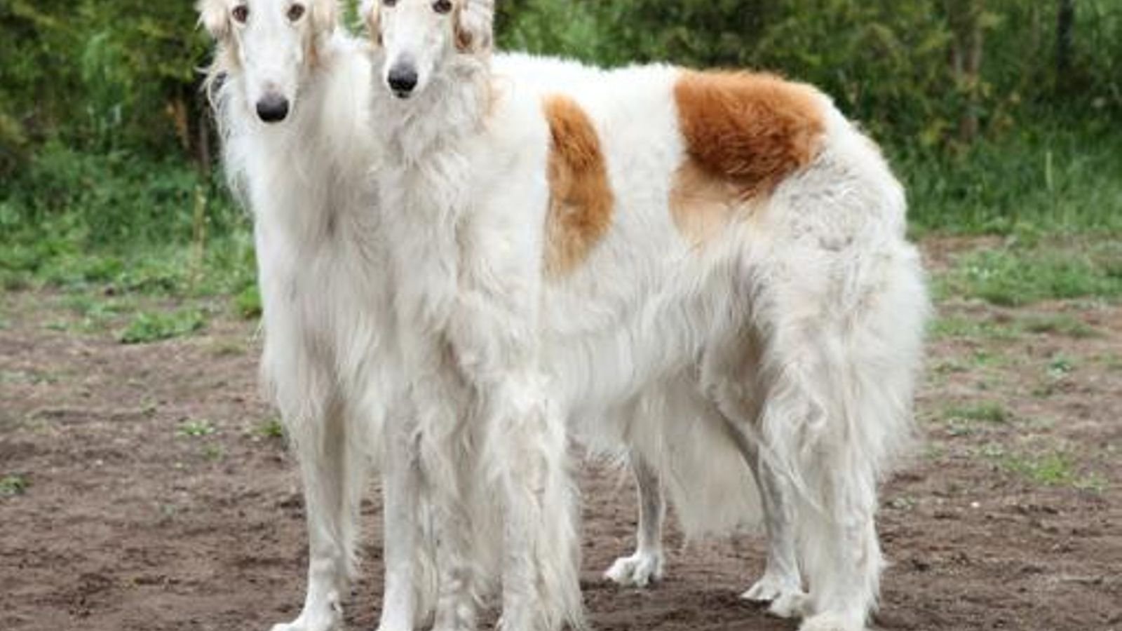 Borzoi