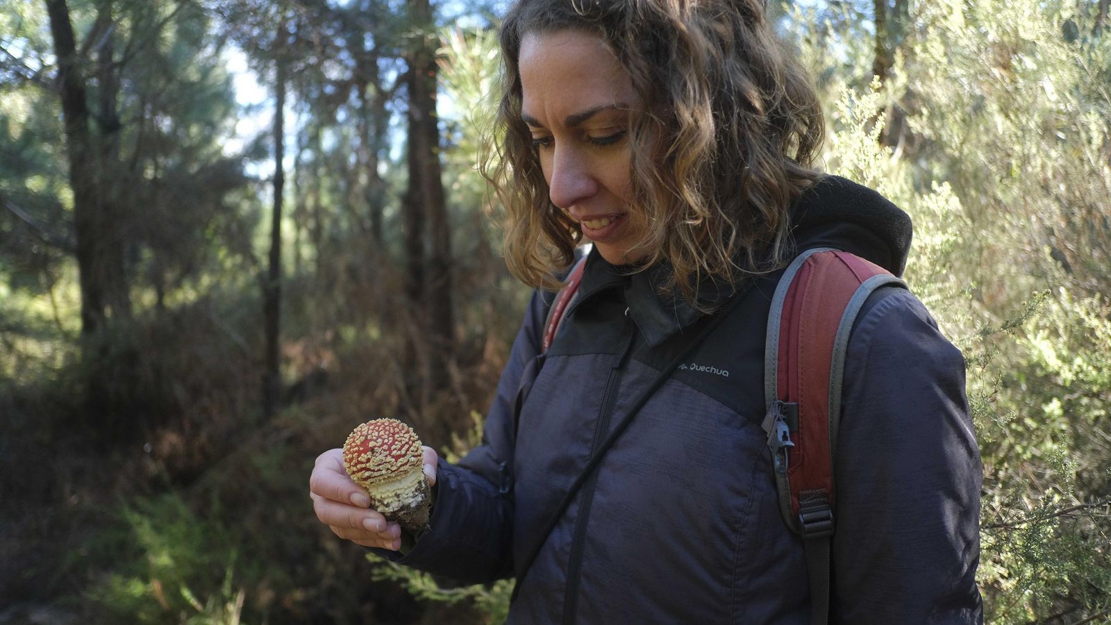 Amanita muscaria, una de las especies más bellas y peligrosas. Amanita muscaria, una de las especies más bellas y peligrosas.