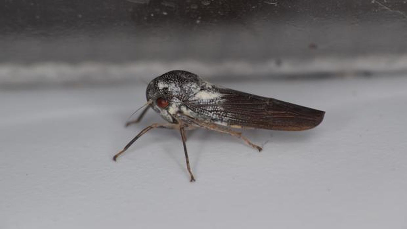 Imagen del 'Phlogis kibalensis'