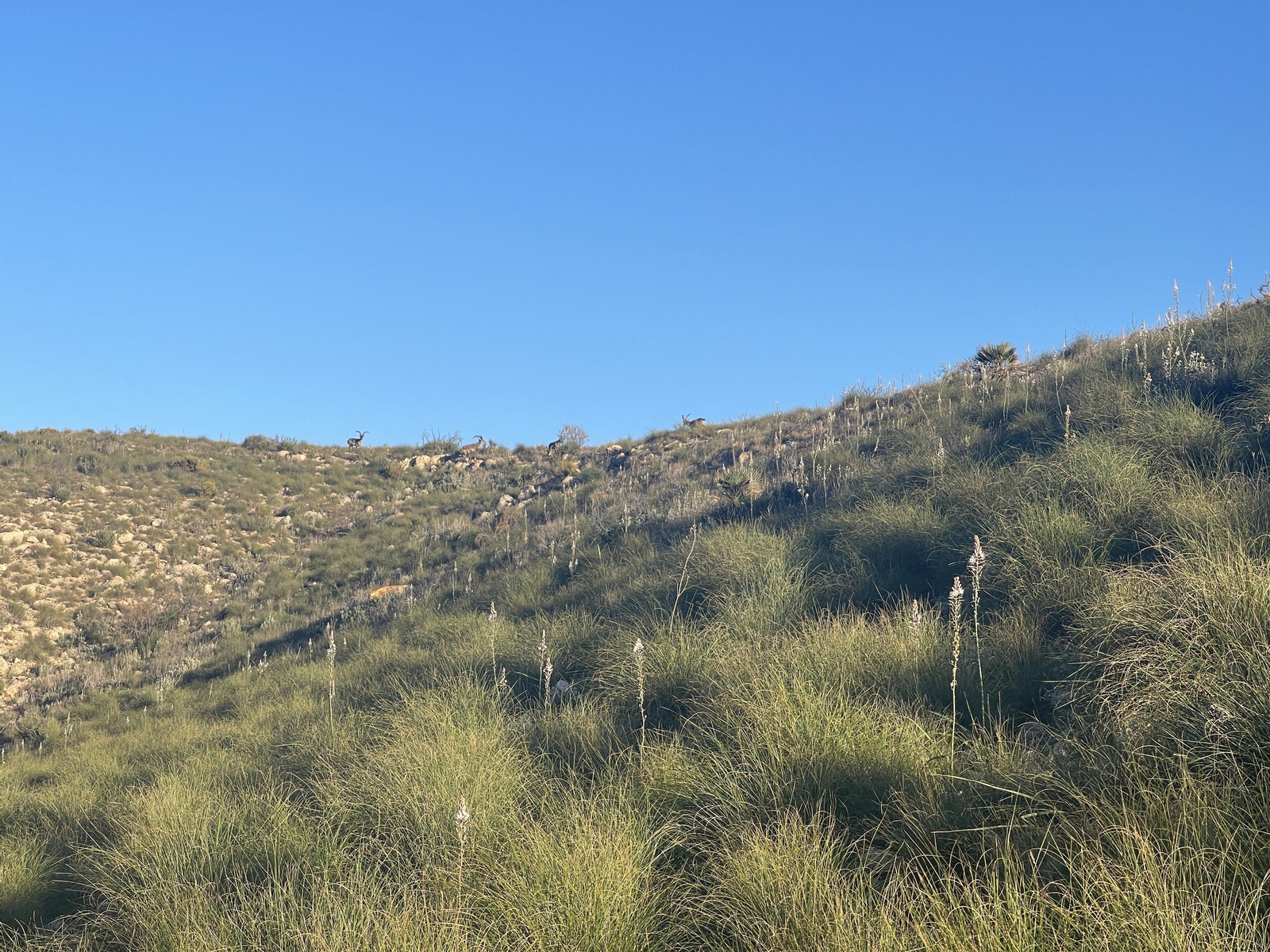 Cabras montesas en la Rellana de San Pedro