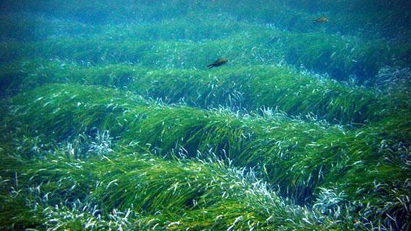 Arrecife Barrera de Posidonia