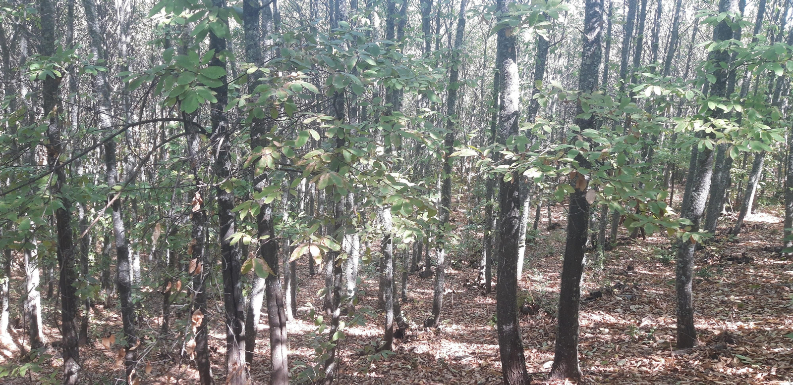 Las fotos de la Circular del Campovid