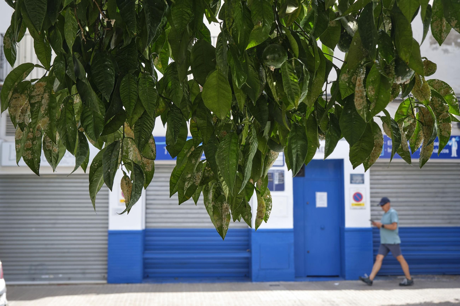 Así están los naranjos de Sevilla