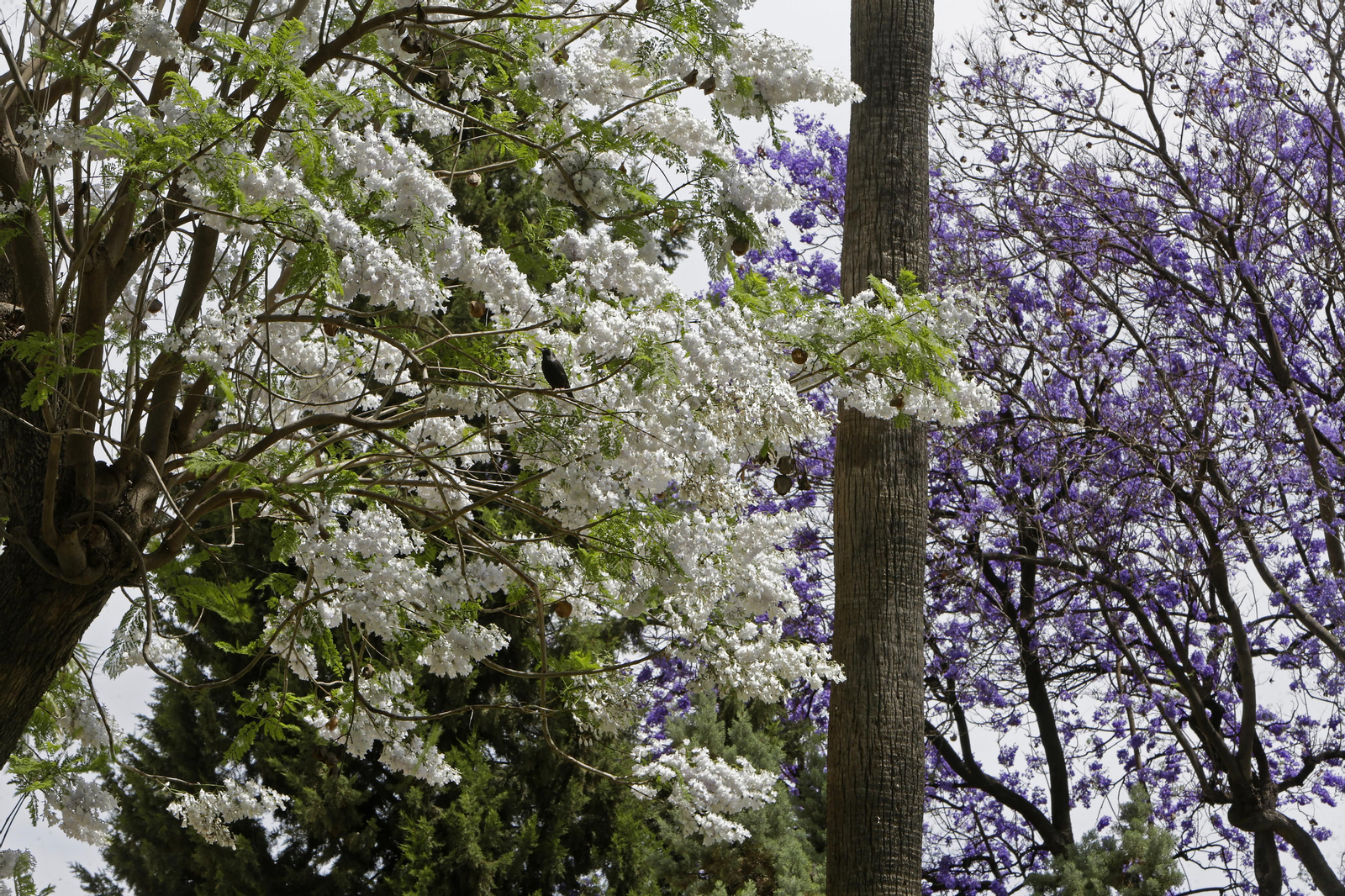 La belleza única de nuestra jacaranda blanca