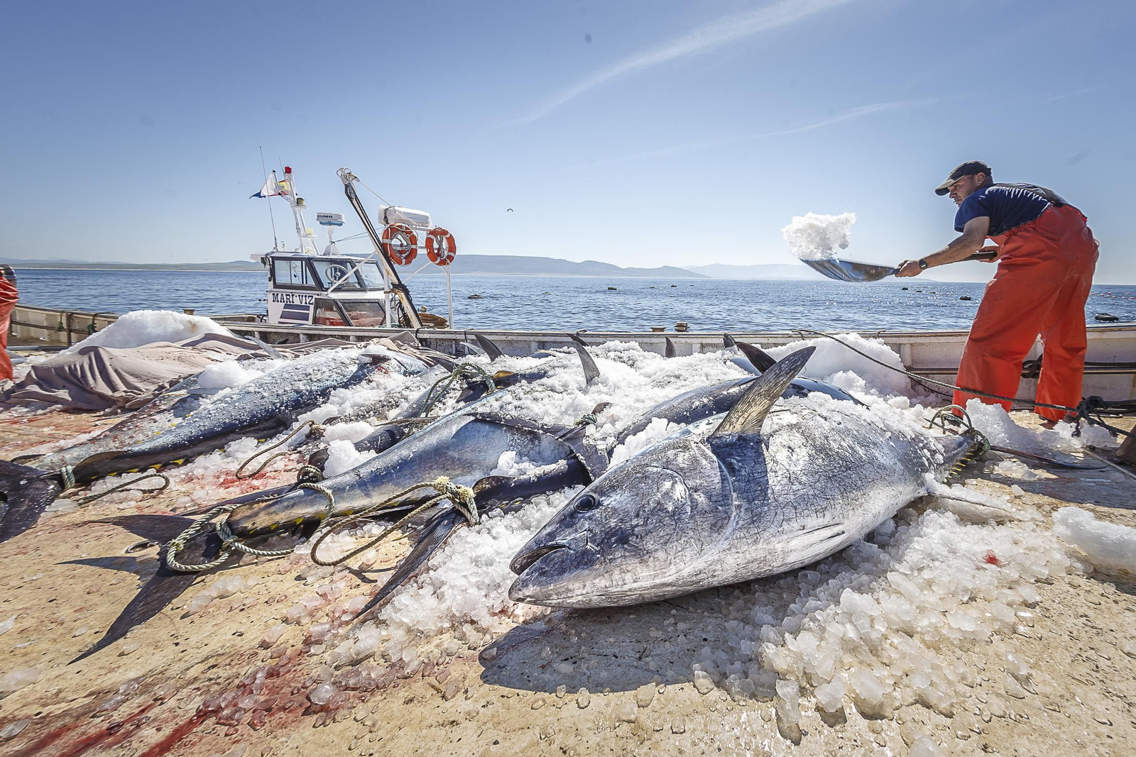 Un trabajador de la almadraba de Barbate cubre con hielo varios atunes.